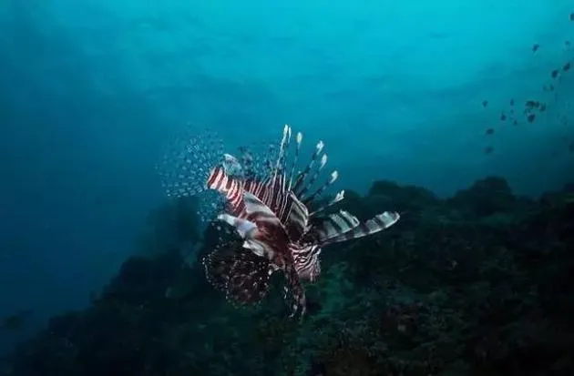 深海生物的奇葩形态跟水深有关？它们身体颜色有时能当武器