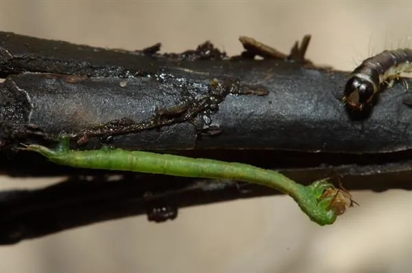 凶猛！这种肉鼓鼓的绿色虫子好可怕