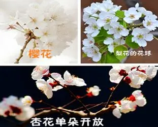 桃花、李花、梅花、樱花：终于分清了