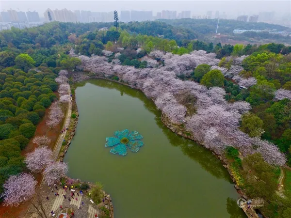 长沙樱花绚烂绽放 高空航拍如诗如画