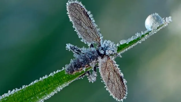 看看这些耐冻生物:人体冷冻起死回生技术不是梦