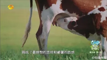 看呆！奶牛高难度180°弯头自喝奶