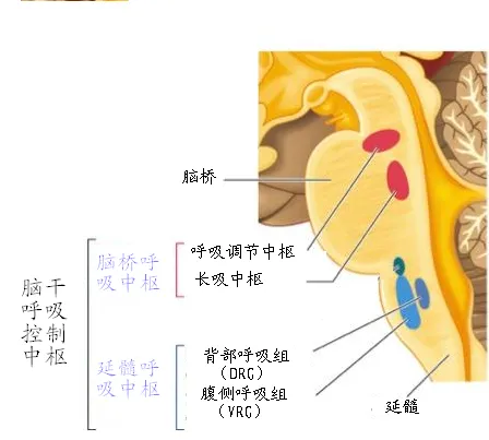 流言揭秘：人可以忘记呼吸？这是真的吗？