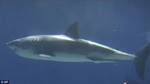 罕见！野生大白鲨在日本水族馆绝食3天而亡