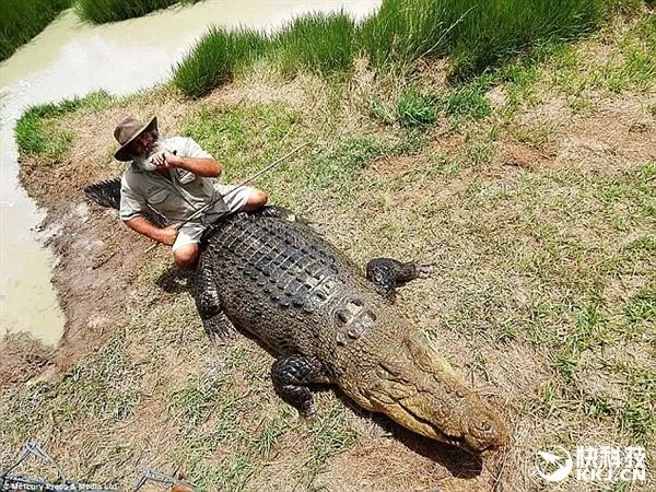 澳洲第一鳄鱼训练师遭巨鳄撕咬：幸运逃过一劫