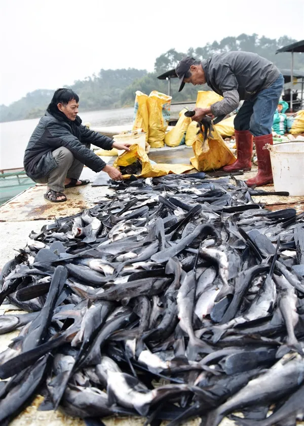 太惨了：寒潮冻死广西300万斤鱼 卖不出去