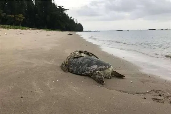 海龟卷入螺旋桨后死亡 龟壳开裂甚是凄凉