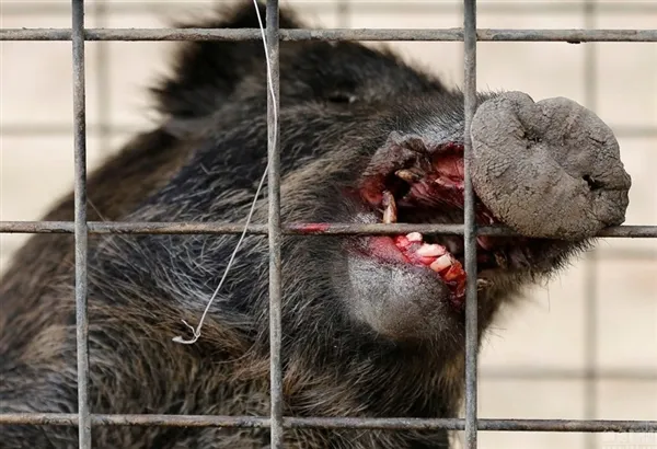 日本解封福岛核辐射重度污染区：野猪变异 画面吓人