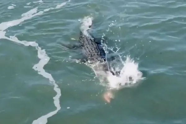 鲨鱼抢食惹怒巨型食人鳄：对头猛咬悲剧了