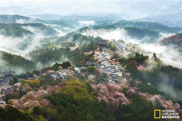 组图：日本各地樱花盛开之时 美Cry