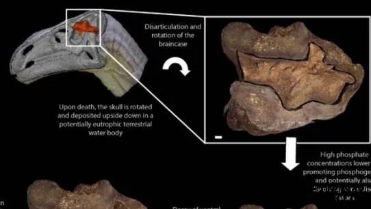 罕见！恐龙的脑子化石被发现 居然长这样