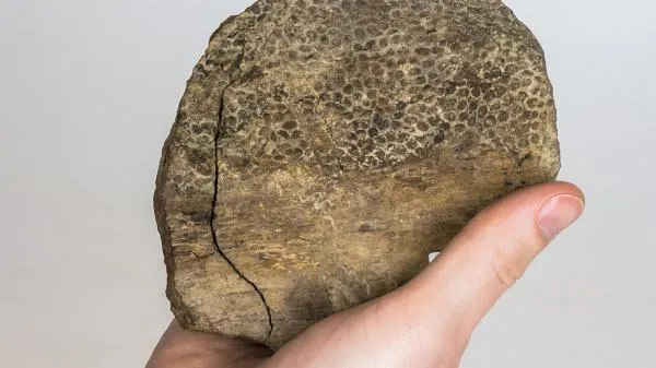多亏世上的皮肤化石，霸王龙是否“毛茸茸”有了定论