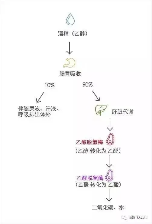 藿香正气水和头孢一起服用会死人？真相在这儿