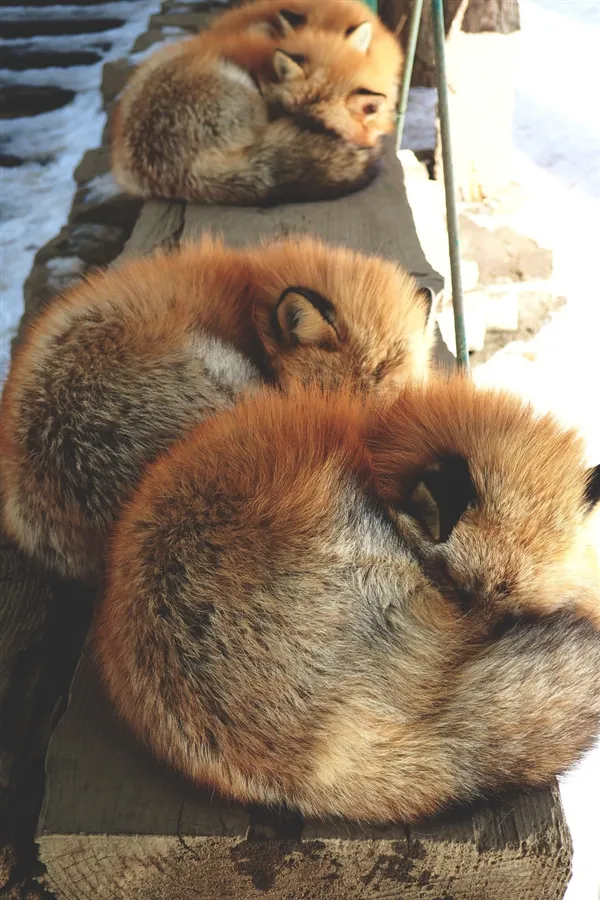西方摄影师进入日本狐狸村：被这些“毛领子”萌化了