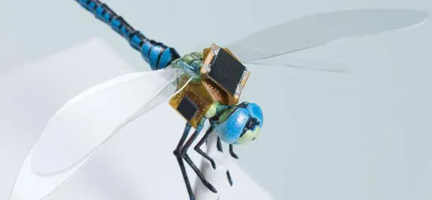基因改造的“蜻蜓赛博格”：变身人类操控微型无人机