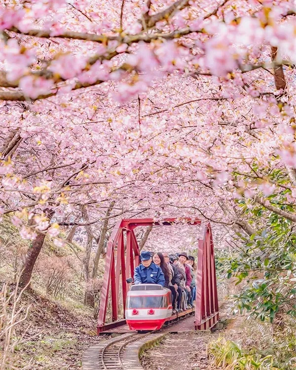 日本第一波樱花绽放：粉红花海梦幻壮观