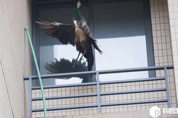 孔雀“越狱”大闹小区 最终被城管制服