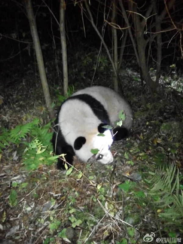 熊脸丢尽！调皮大熊猫试图穿越水电站不慎落水