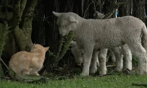 一只神奇的猫：把自己活成了羊 还当了“首领”