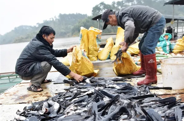 太惨了：寒潮冻死广西300万斤鱼 卖不出去