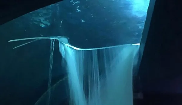 水族馆鲨鱼水箱突然破裂：鲨鱼狂游出居民吓晕