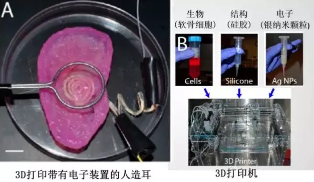 人造器官构建技术走到哪一步：猪儿们为人类捐助器官