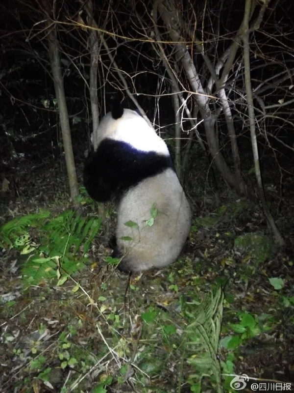 熊脸丢尽！调皮大熊猫试图穿越水电站不慎落水