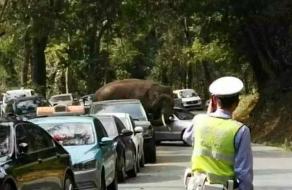 云南大象狂暴踩坏28辆车：保险不赔 车主哭晕了