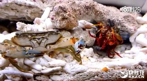 虐杀螃蟹小龙虾 皮皮虾为啥这么火？彻底懂了