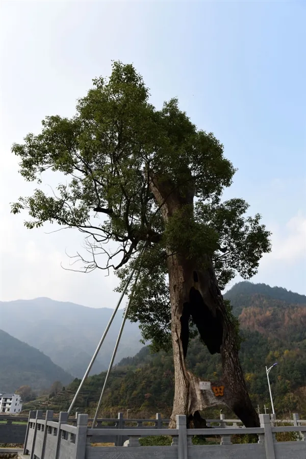 树坚强！江西300岁古树遭雷劈被掏空：仍枝繁叶茂