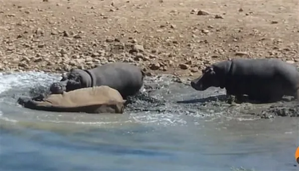 南非犀牛因抢占水源 被河马推到水中活活淹死
