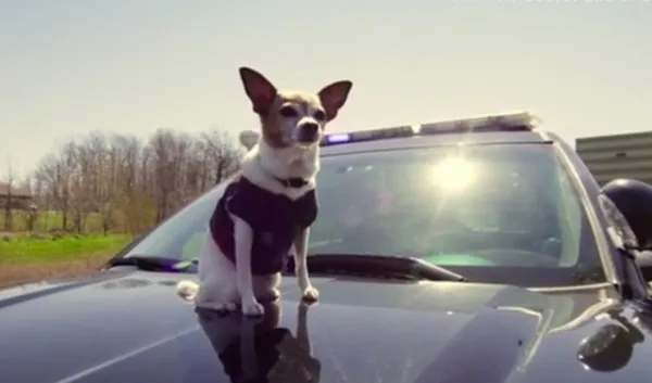 警犬就要高大威猛？它是世界首只吉娃娃警犬