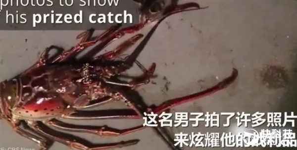 惊呆！男子钓上怪物级大龙虾：虾腿长度超1米
