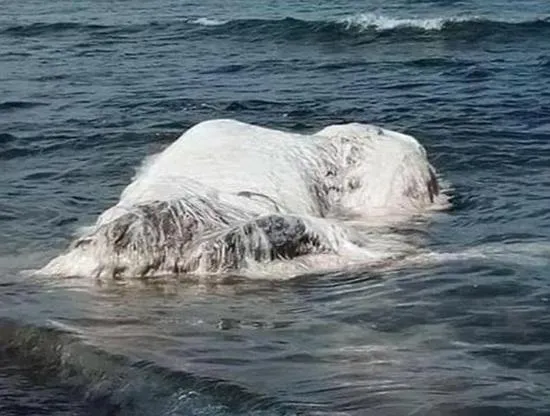 怪兽来了？菲律宾海滩出现一白色长毛巨型生物