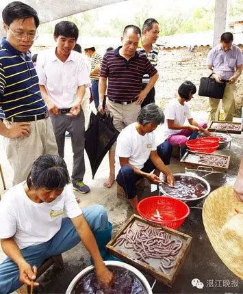 湛江沿海农妇挖虫为生：体大肉嫩 月赚数千