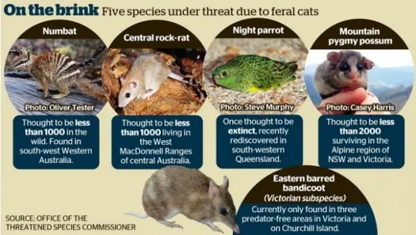 保护澳濒危动物 澳大利亚政府拟杀200万流浪猫