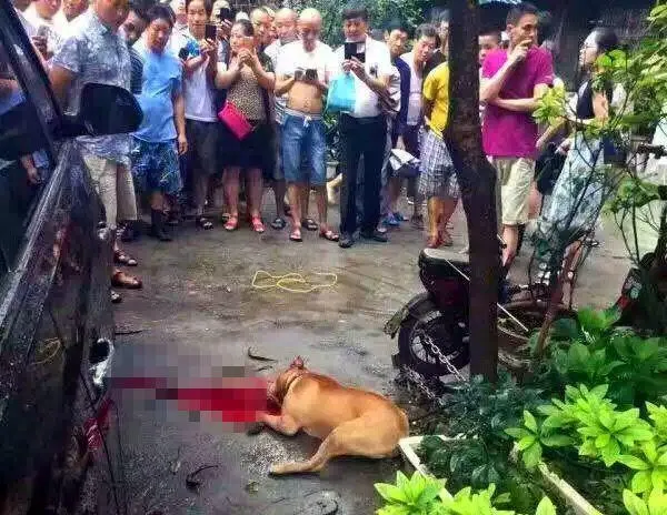 比特犬当街发情疯狂撕咬主人 被毙