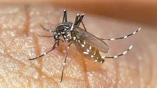 你知道蚊子是怎么“爱”上你的吗？