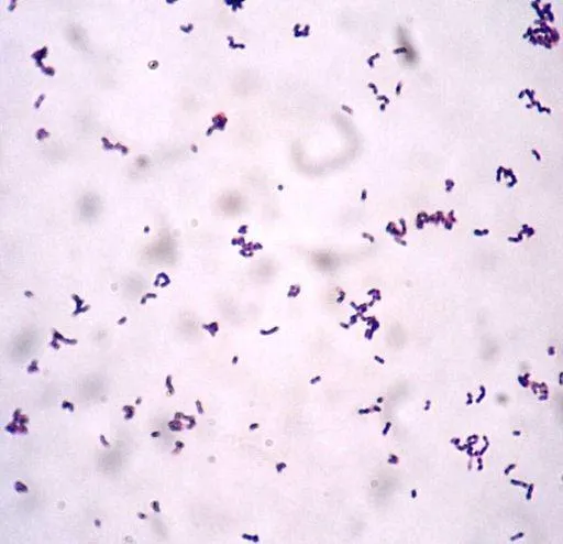 新研究发现地下有庞大微生物种群：包括47个新门级细菌种群