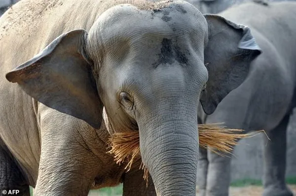 动物园大象洗澡被激怒：用鼻子抽死饲养员
