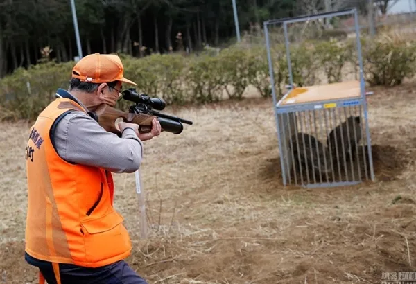 日本解封福岛核辐射重度污染区：野猪变异 画面吓人