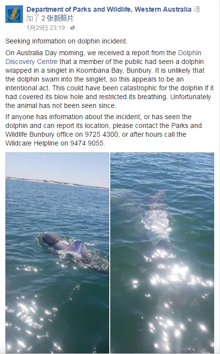 澳大利亚动物保护部门正在寻找一头被背心困住的海豚