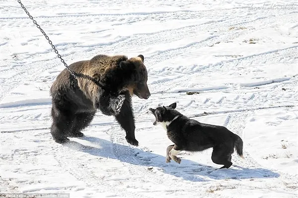 战斗民族用铁链拴住棕熊任由猎犬攻击：画面太惨烈