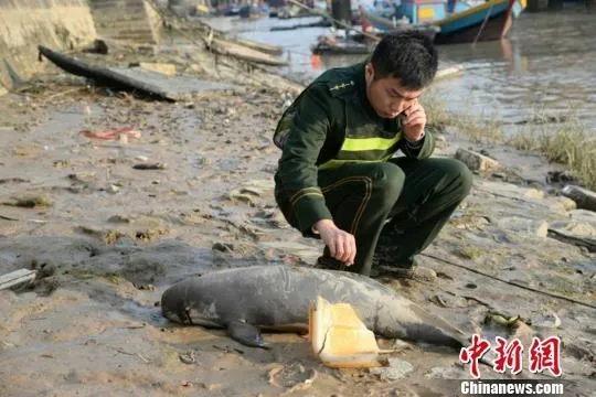 福建泉州一只江豚搁浅 眼睛流血不忍视