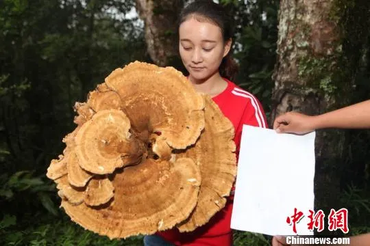 云南普洱惊现巨型蘑菇 大小堪比簸箕周长近1.8米