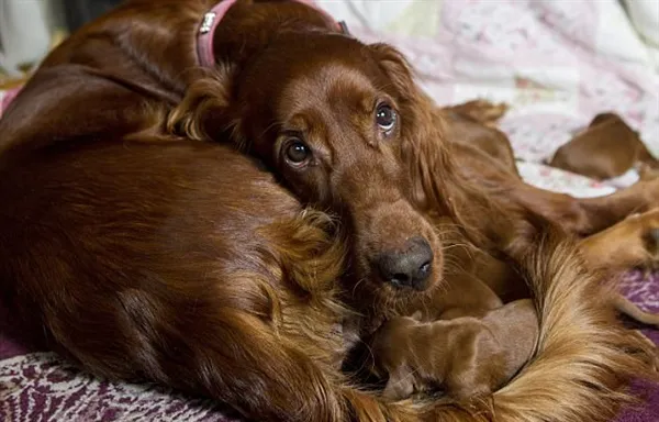 英国猎犬母亲节一窝生下15只宝宝：画面超有爱