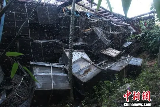 货车侧翻放飞200万只蜜蜂 叮死三只狗