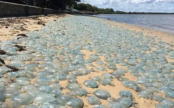 沙滩惊现万只水母：这一幕让生物专家吓了一跳