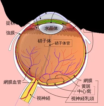 我们的肉眼每秒钟能捕捉多少画面？