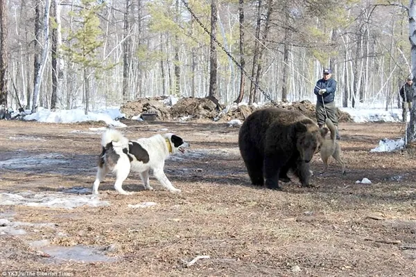 战斗民族用铁链拴住棕熊任由猎犬攻击：画面太惨烈